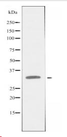 CYB5R1 Antibody