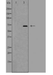 FZD1 Antibody