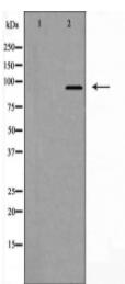 FAM35A/B Antibody