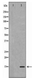 Histone H3K9me1 Antibody