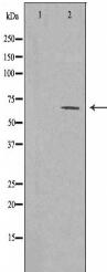 Collagen XXV α1 Antibody