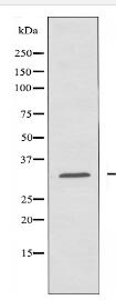 COX6C Antibody
