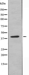 GPS2 Antibody