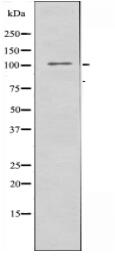EPHA7 Antibody
