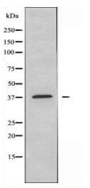 FKBPL Antibody