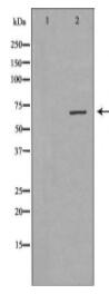 EIF4B Antibody