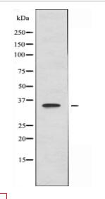 DGAT2L6 Antibody