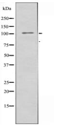 GPR110 Antibody