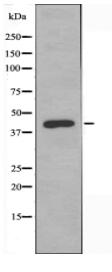 CXCR7 Antibody