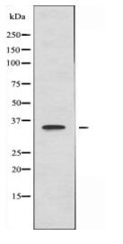 HMG20B Antibody