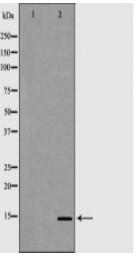 GYPC Antibody