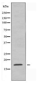 CST11 Antibody