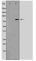 CSRL1 Antibody