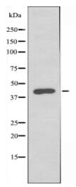 FUT3 Antibody