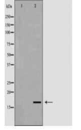 FGF1 Antibody