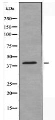 GPR87 Antibody