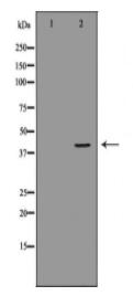 GNAO1 Antibody