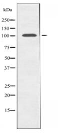 GCN5L2 Antibody