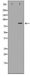 FAM160B2 Antibody