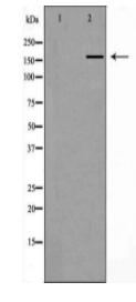 Dnmt1 Antibody