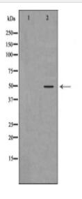 EDA Antibody