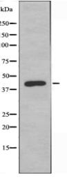 GALR2 Antibody