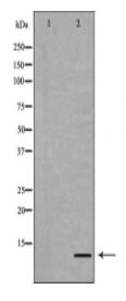 Histone H4R3me2a Antibody
