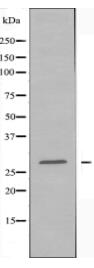 GJC3 Antibody