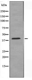GPR92 Antibody