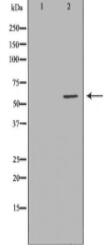 FMO3 Antibody