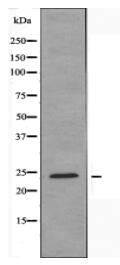 GSC2 Antibody