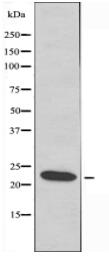 EFNA1 Antibody