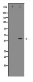 DAO Antibody