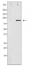 GPR156 Antibody