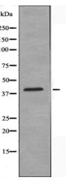 FPR1 Antibody