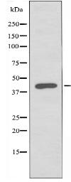 ABHD7 Antibody
