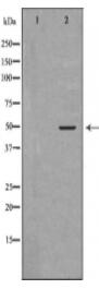 GATA2 Antibody