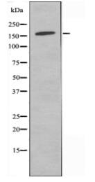 DCC Antibody