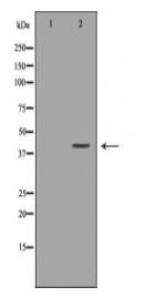 DTNBP1 Antibody