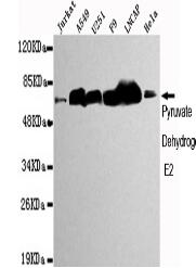 Pyruvate Dehydrogenase E2 Mouse mAb
