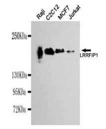 LRRFIP1 Mouse mAb