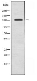 GTF3C2 Antibody