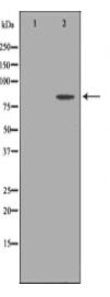 FGFR2 Antibody