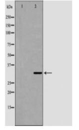 HNMT Antibody