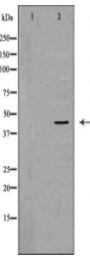 GRPR Antibody