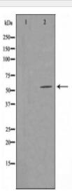 GPR114 Antibody