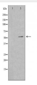 G3BP2 Antibody