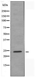 HMGB1 Antibody