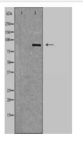 HGS Antibody