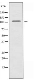 FCRL5 Antibody